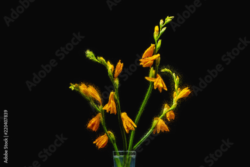 beautiful wet orange lilies in transparent vase isolated on black background