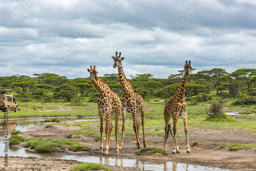 Landscape scene of three curious giraffe, standing near a puddle of fresh water. Acacia forest is in the background.  Grasses is lush green from the long rains.