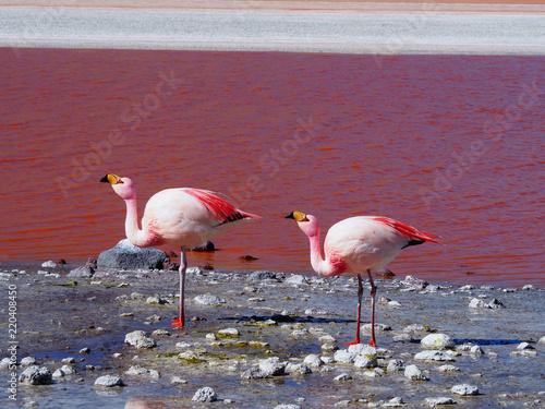 Flamingos in Laguna Colorada  Uyuni  Bolivia