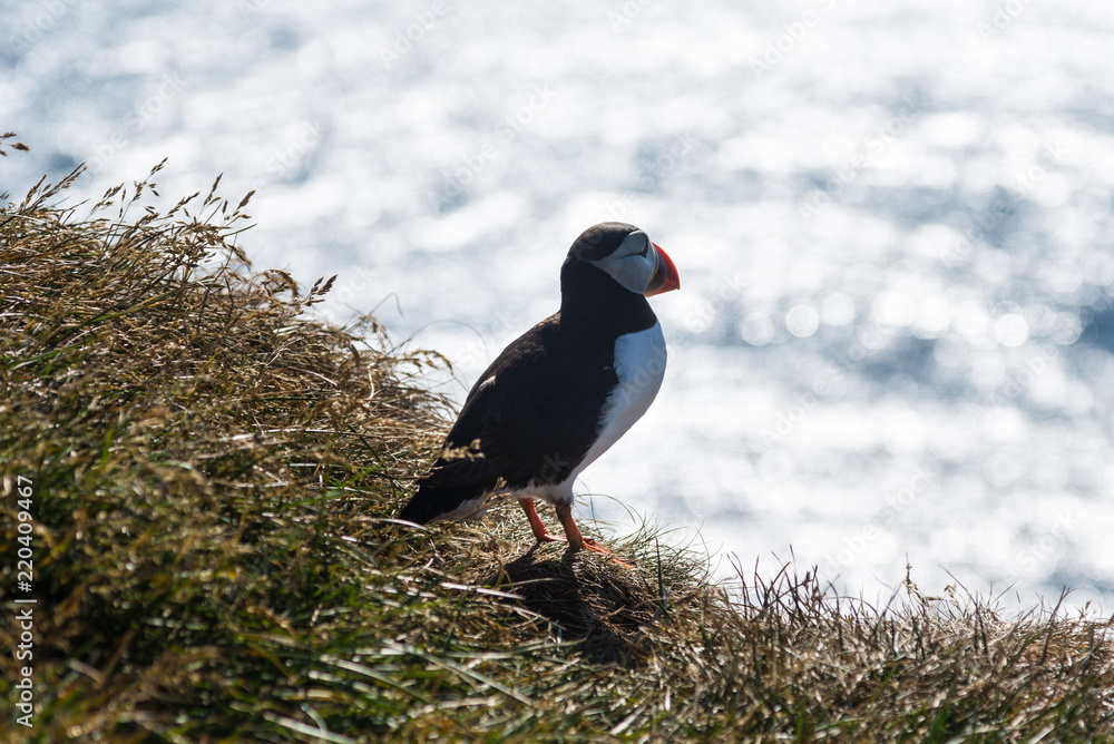 Obraz premium Lundy papageitaucher at Látrabjarg latrabjarg in iceland at a cliff