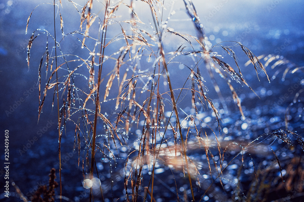 Fototapeta premium Red leaves in autumn forest