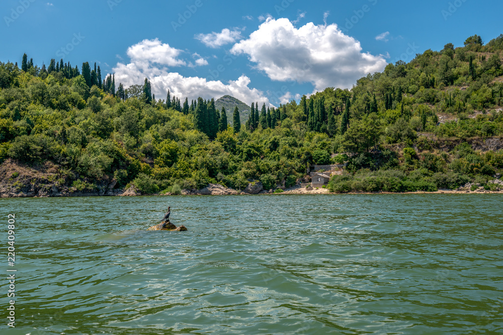 Czarny perkoz siedzący na kamieniu na jeziorze