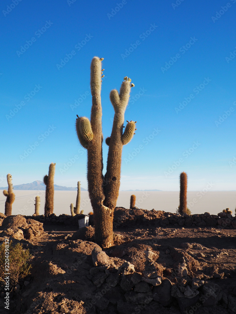 Cactus island in the Salar de Uyuni, Bolivia