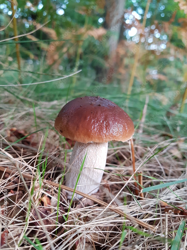Boletus edulis joven, seta Boletus edulis joven, seta