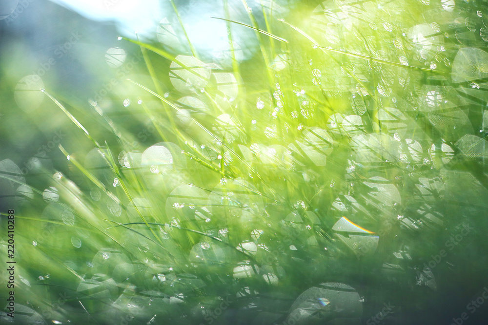 Fototapeta premium Macro of flowers and grass with beautiful bokeh