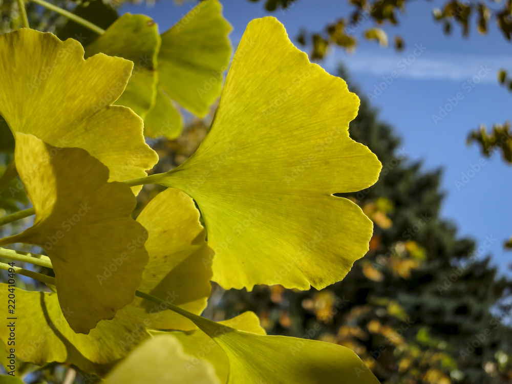 Obraz premium Autumn yellow, gold and green leaves of Ginkgo biloba tree against the blue sky. A close-up of an Ginkgo leaf in focus against a background of blurry leaves.