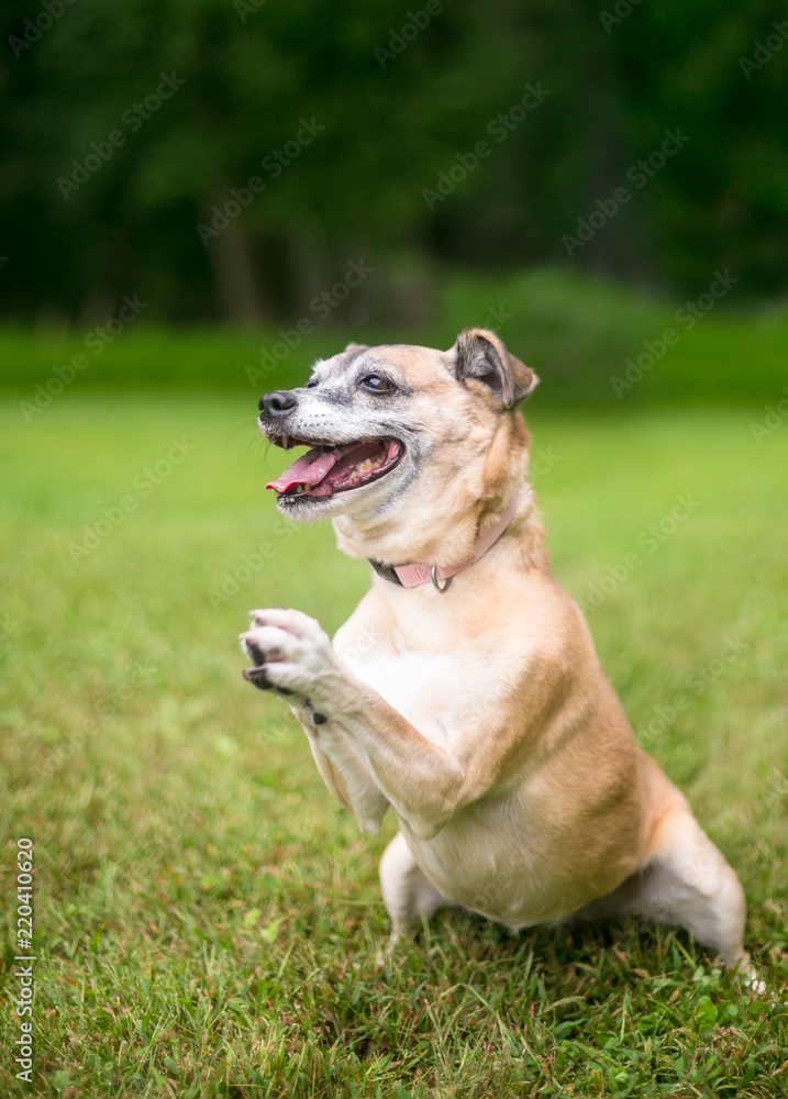 A small mixed breed dog performing a trick with its front paws together in a praying gesture