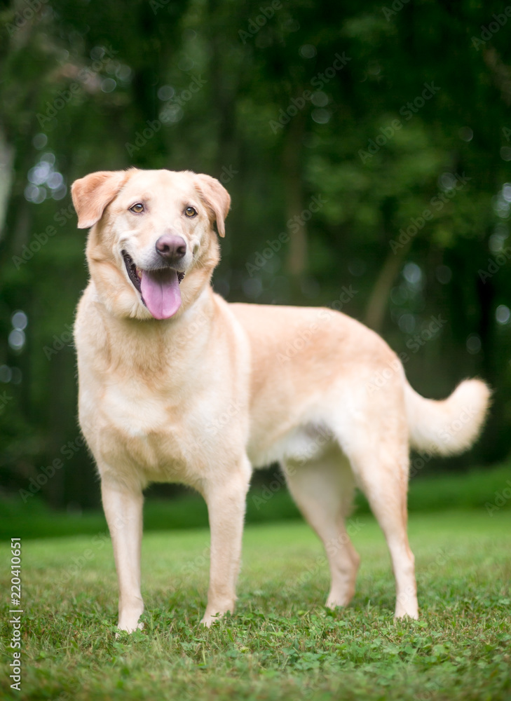 A yellow Labrador Retriever mixed breed dog standing outdoors with a happy expression