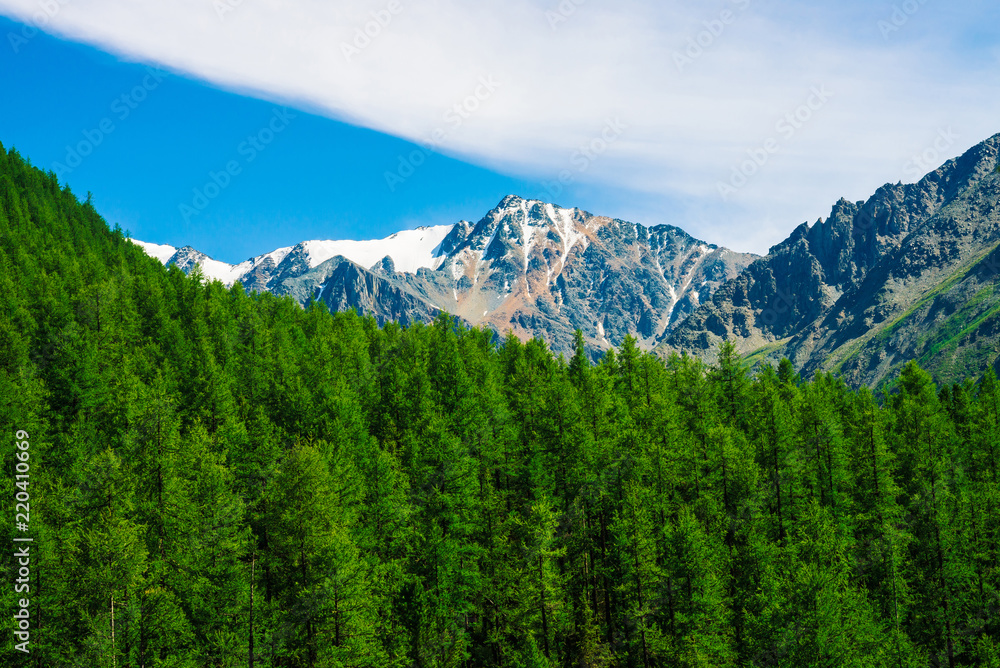 Snowy mountain top behind wooded hill under blue clear sky. Rocky ridge above coniferous forest. Atmospheric minimalistic landscape of majestic nature.