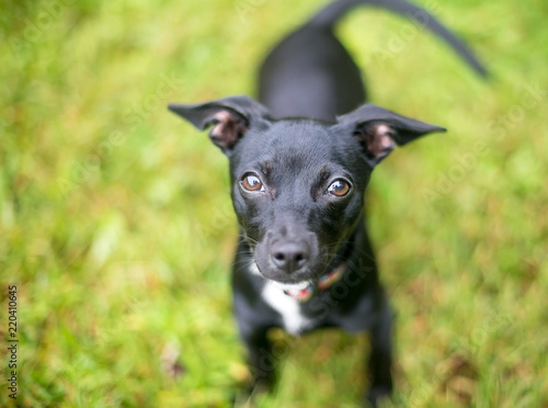 A cute black Chihuahua mixed breed dog looking up at the camera