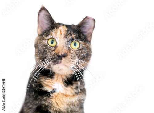 фотографія A Tortoiseshell tabby cat, also known as a Patched tabby, with its ear tipped to