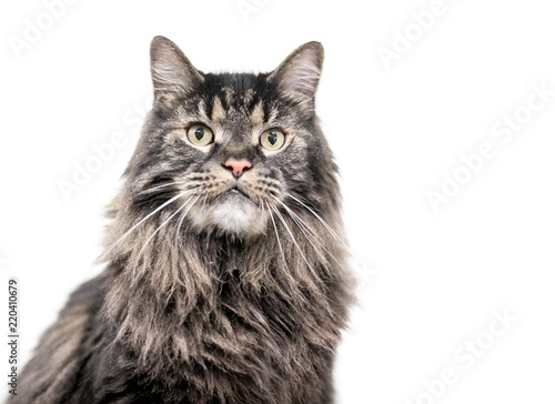 A brown tabby Maine Coon cat on a white background