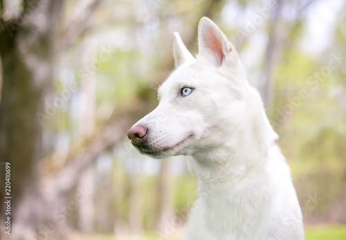 Profile of a white Siberian Husky dog with blue eyes outdoors