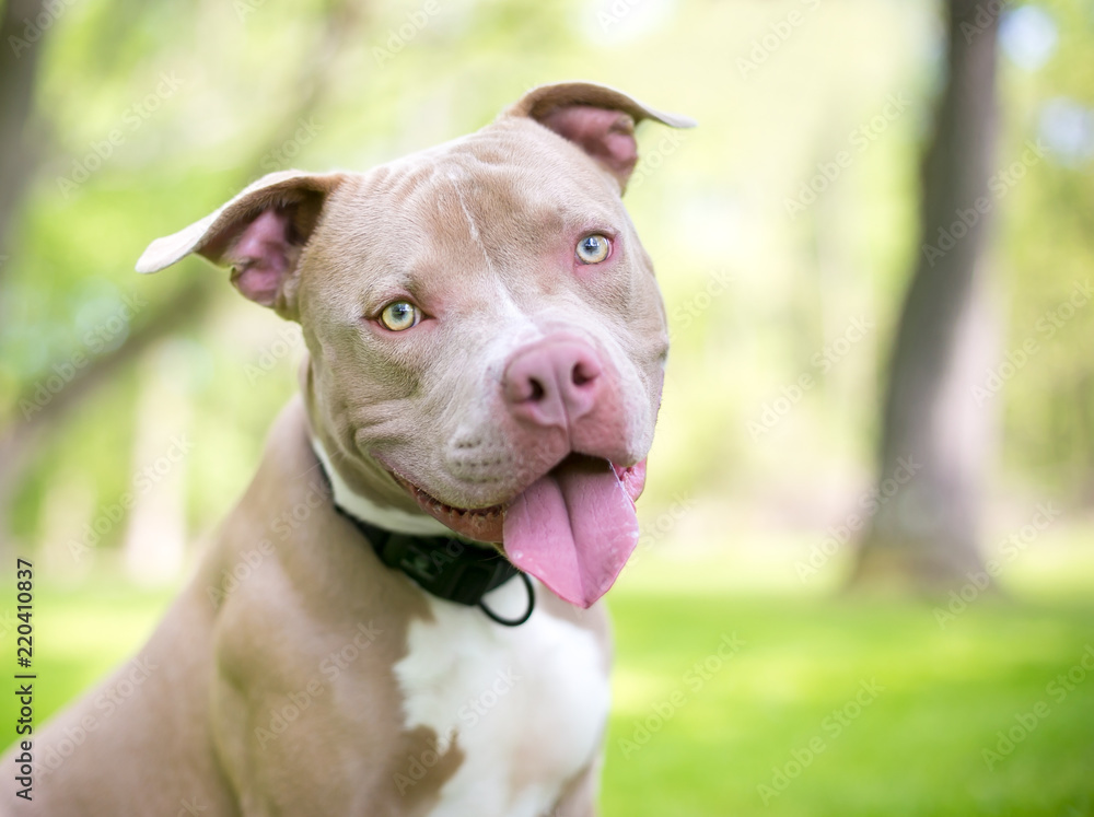 A fawn and white Pit Bull Terrier mixed breed dog outdoors with a happy expression