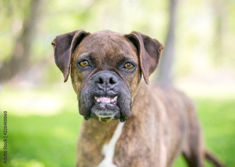A brindle Boxer dog with an underbite and funny expression