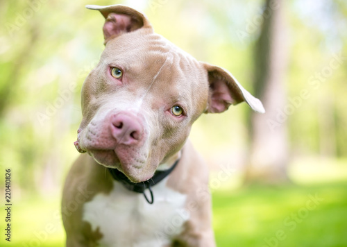 A fawn and white Pit Bull Terrier mixed breed dog outdoors  listening with a head tilt