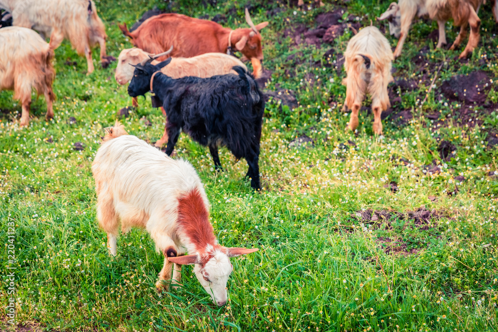Obraz premium Flock of goats in a pasture in the mountains. Colorful spring scene in the Greece, Kamena Vourla town location. Beauty of countryside concept background.