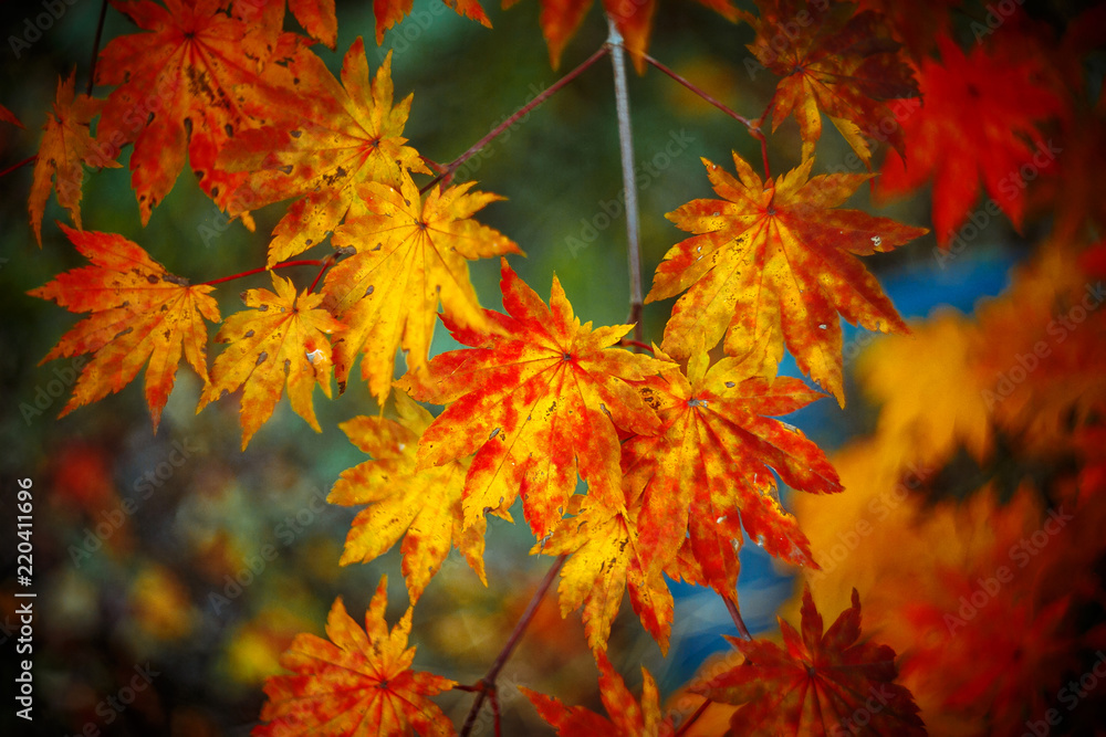 Red leaves in autumn forest