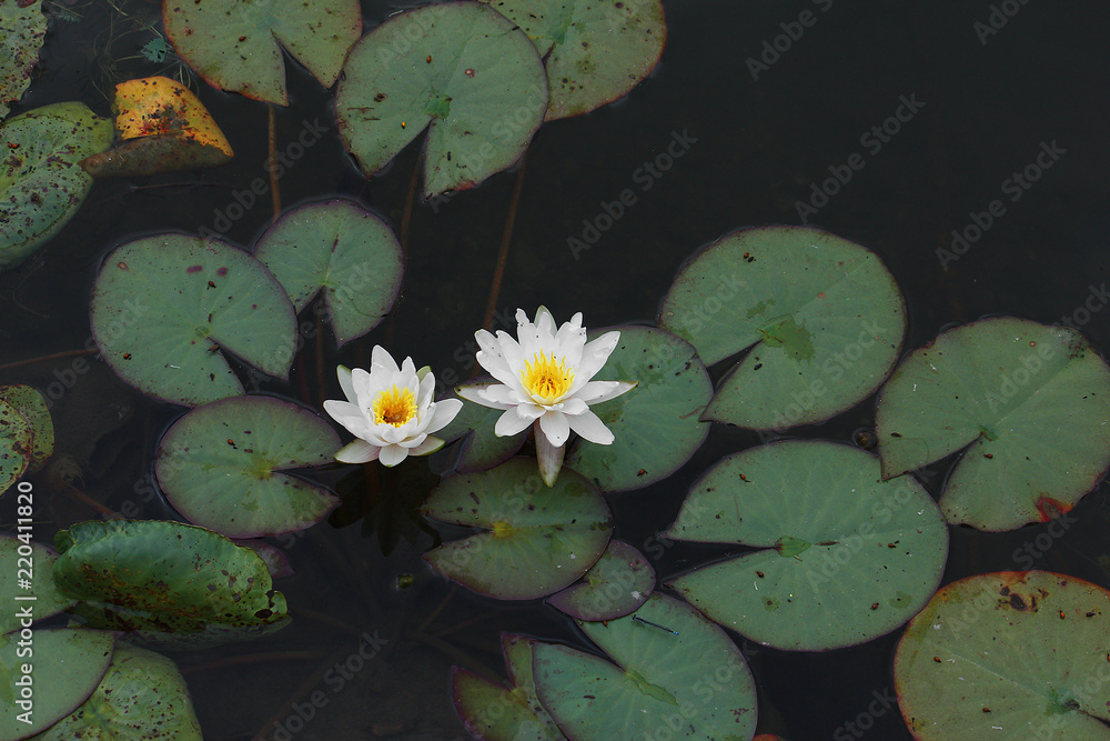 Macro of flowers and grass with beautiful bokeh