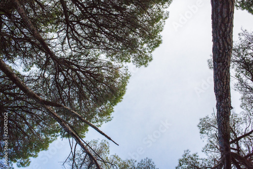 Vista del cielo con árboles photo