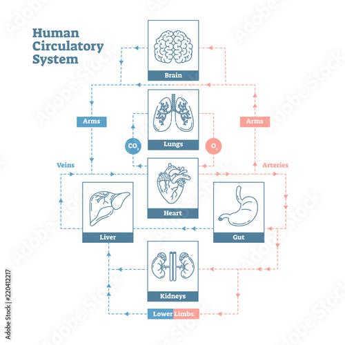 Human Circulatory System vector illustration diagram poster, blood vessels scheme. Clean outline style medical infographic.