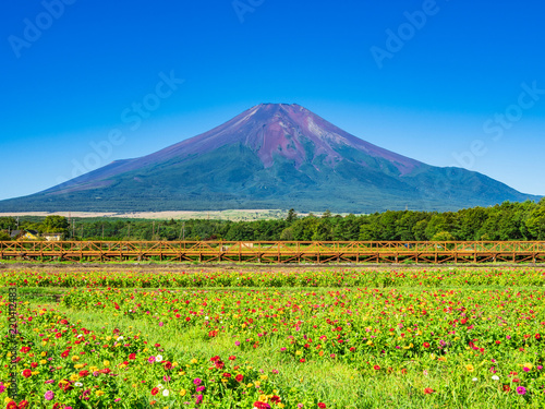 富士山と百日草の花畑 © oben901
