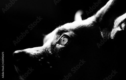Black and white photo of the dog's eyes