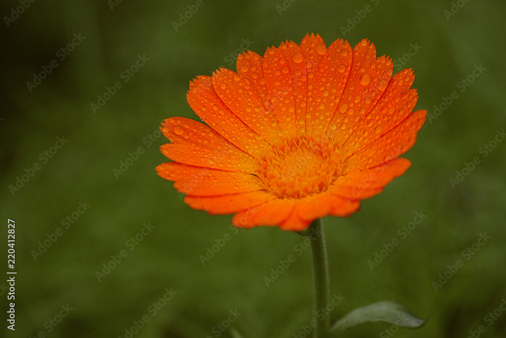 Macro of flowers and grass with beautiful bokeh Macro of flowers and grass with beautiful bokeh