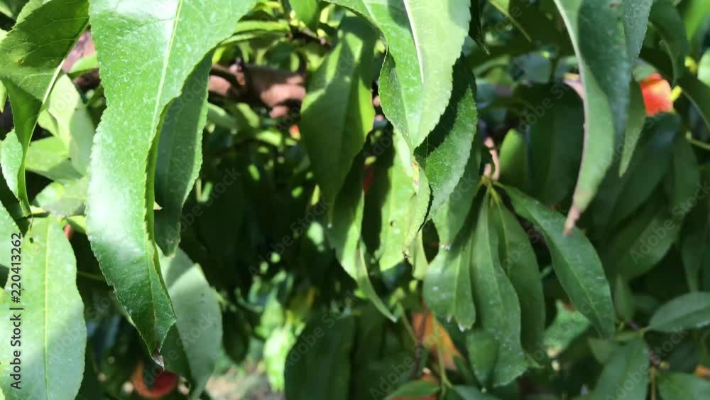 Ripe peaches growing on trees, sunny day. Ripe peaches growing on trees, sunny day.