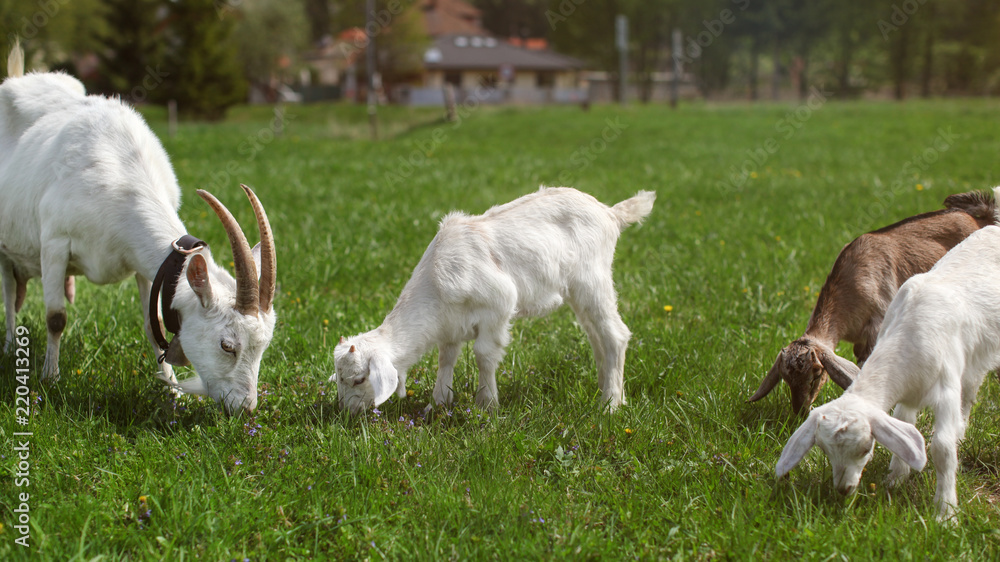 Fototapeta premium Group of goats, female mother and three young kids, grazing on green meadow, farm house in background
