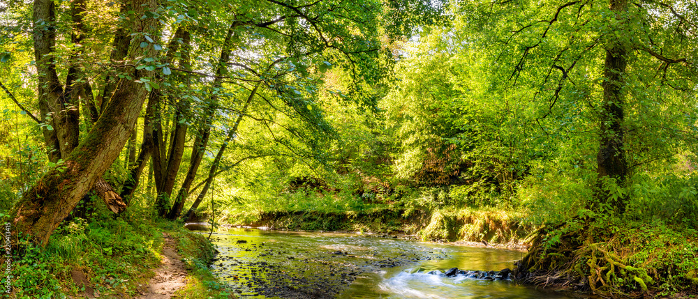 Fototapeta premium Piękna panorama lasu ze strumykiem i jasnym słońcem wpadającym przez drzewa