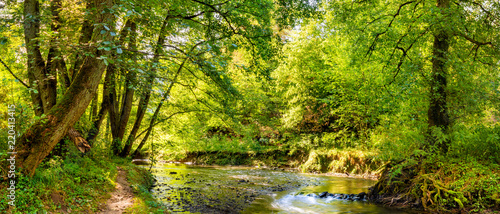 Fototapeta Naklejka Na Ścianę i Meble -  Beautiful forest panorama with brook and bright sun shining through the trees