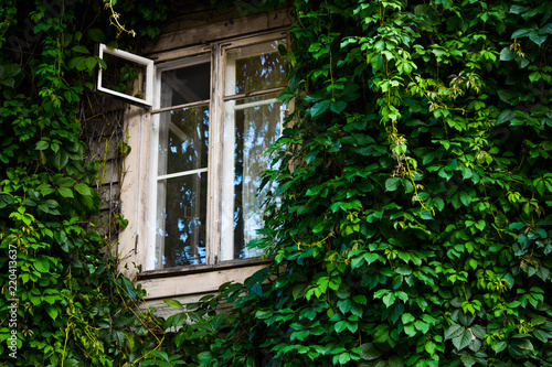 Wooden window overgrown with a curly plant