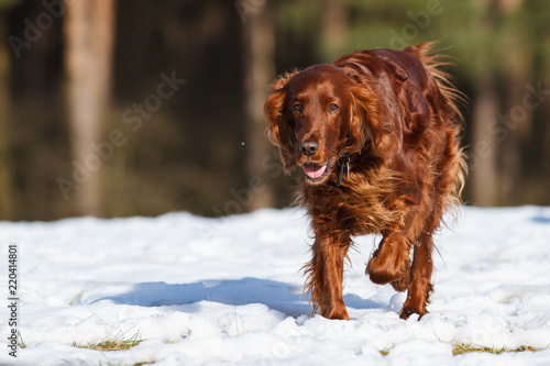 Irish Red Setter