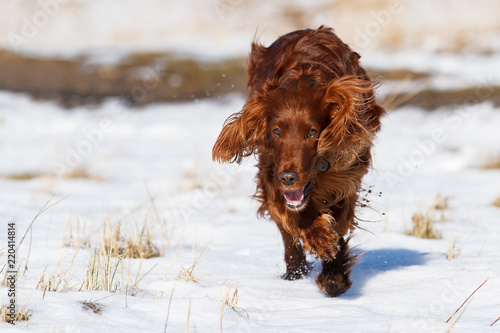 Irish Red Setter