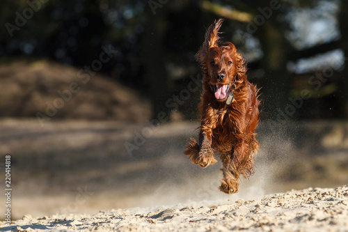Irish Red Setter