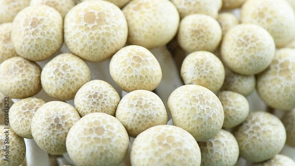 fresh mushroom rotation