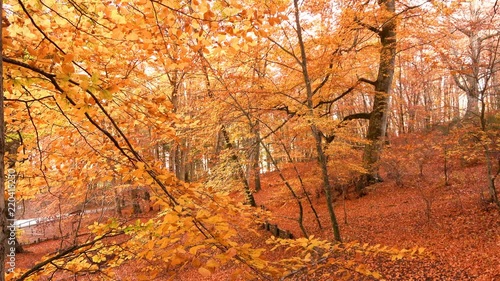 Foliage in Monti Cimini, Lazio, Italy. Autumn colors in a beechwood. Beechs with red leaves for background in 4k photo