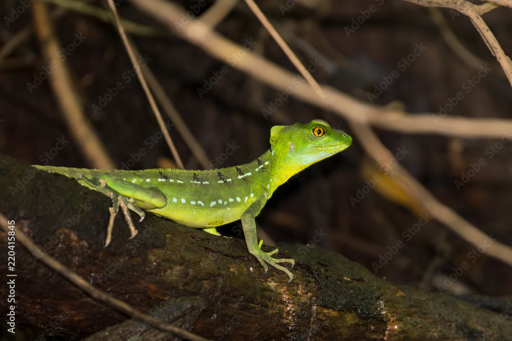 The plumed basilisk (Basiliscus plumifrons), also called a green basilisk, double crested basilisk, or Jesus Christ lizard, is a species of corytophanid native to Central America.
