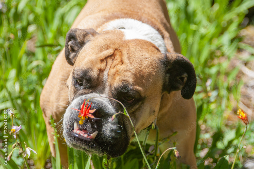 Bulldog stopping to smell a mountain flower