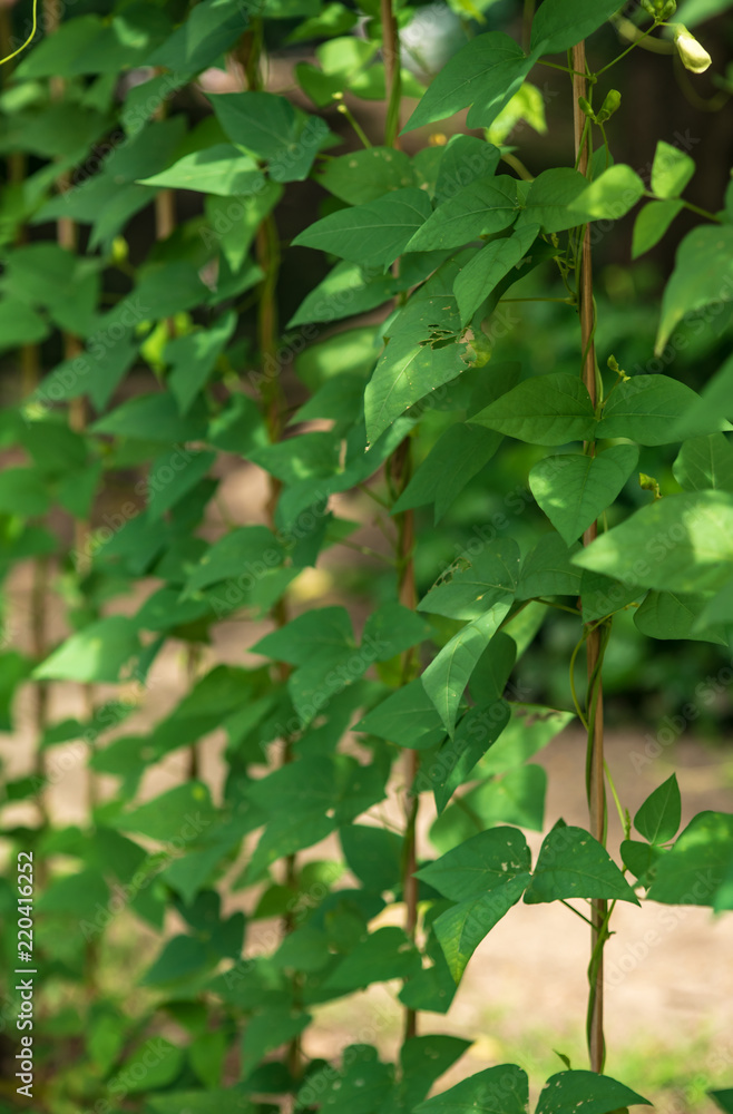 Obraz premium leaf green nature food background