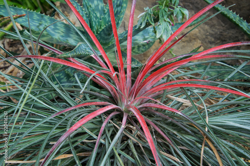 Fascicularia Bicolor plant close up.  Rosette-forming, terrestrial bromeliad with slender, spiny-toothed, rigid, mid to dark-green, evergreen leaves.
