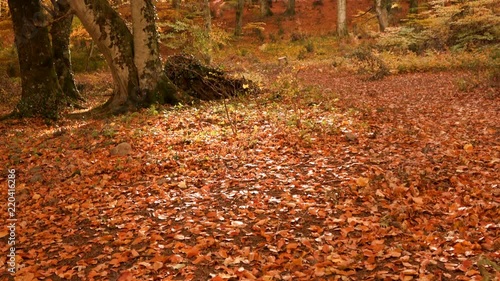 Foliage in Monti Cimini, Lazio, Italy. Autumn colors in a beechwood. Beechs with red leaves for background in 4k photo