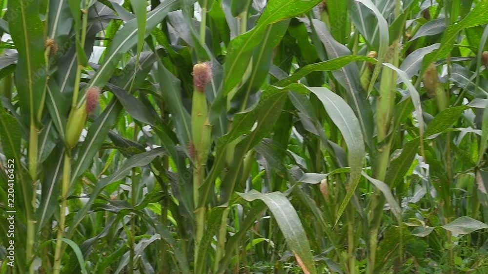 Corn field in Thailand Corn field in Thailand