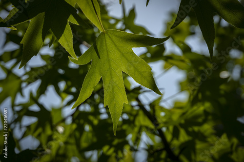 Dark green leaves of Liquidambar styraciflua, Ambeer tree against the blue sky. Ambeer tree in focus edged with blurred green leaves, in summer day.