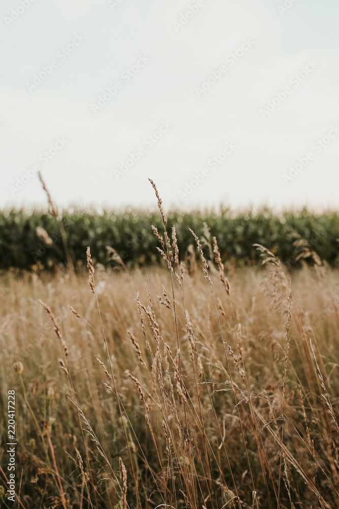 Fototapeta premium Cornfield