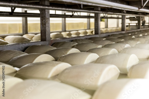 Salting parmesan cheese in factory in Italy photo