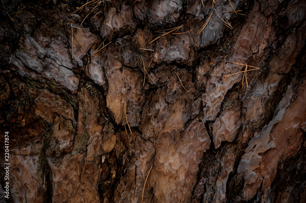 Textured background of a pine tree bark in the autumn forest Textured background of a pine tree bark in the autumn forest