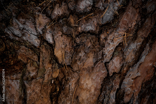 Textured background of a pine tree bark in the autumn forest