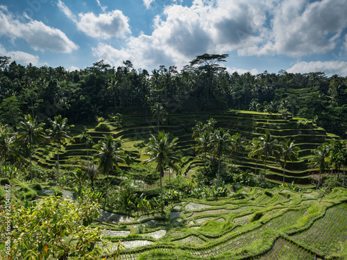 rice terrace tegalalang green in bali indonesia